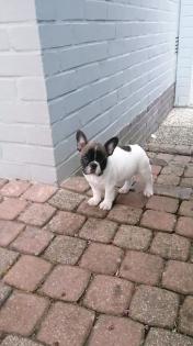 Süße Französische Bulldoggen Welpen