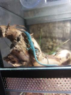 Takydromus Smaragdinus Langschwanzeidechse