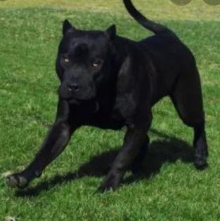 Suche schwarze Pitbull