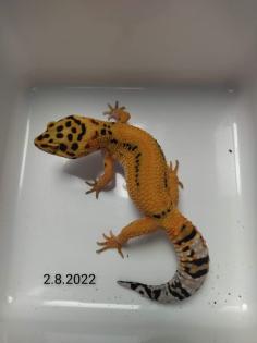 Leopardgecko Weibchen Blood x Bold Bandit