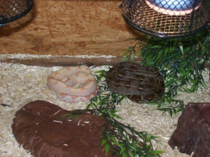 1. 0 Boa Constrictor Mix abzugeben eigene Nachzucht aus 2022