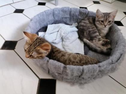 12 Wochen alt 2 süße kleine Katzenbabys