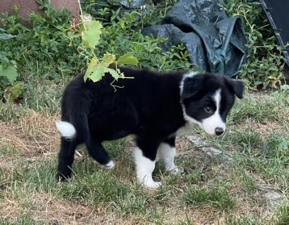 Border Collies Rassehunde
