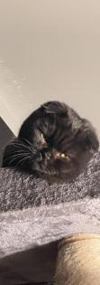 Scottich Fold Katze braun schwarz