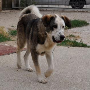 Markos sucht ein Zuhause