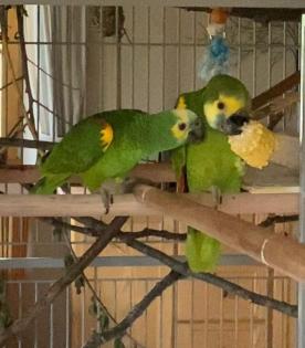 Amazone Blaustirn 2 Hähne