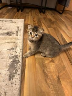 Kitten Abgabebereit