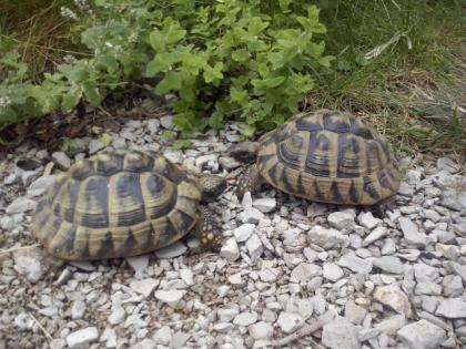 2 Dalmatinische Landschildkröten TH eierlegend 1 Jungtier