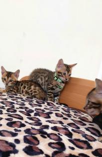 Bengal katze Baby Katzen
