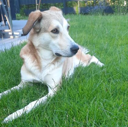 Mia sucht ein Zuhause