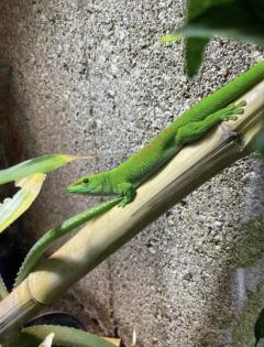 Madagaskar Taggecko mit Terrarium Einrichtung und Lampen abzugeben