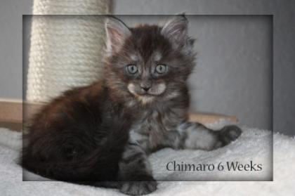 Maine Coon Kitten sehr typvoll aus großen Linien in black smoke noch 2 Kater
