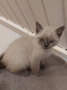 BKH-Kitten point und blau