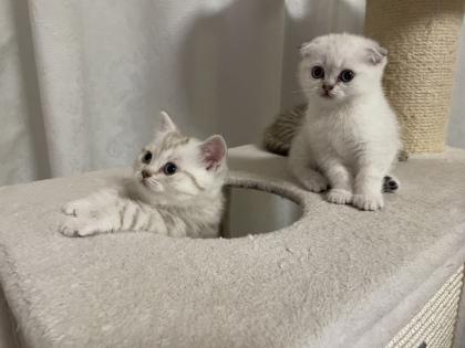 Fünf gesunde süße BKH- Kitten suchen ein neues Zuhause.