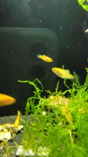 Oranger Platy Nachwuchs abzugeben