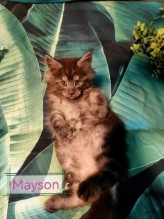 Main-Coon Kitten reinrassig