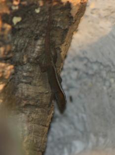 Gonatodes vittatus 1. 1 abzugeben
