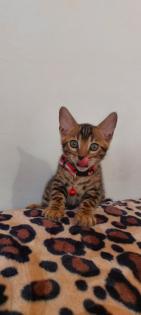 Bengal katze Baby Katzen