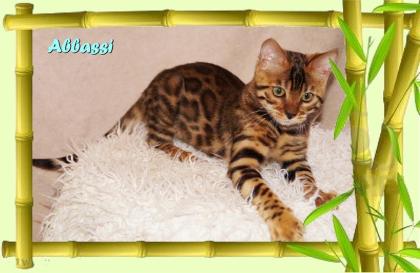 Bengal Kater sehr pfiffig keck und immer fröhlich sucht ein tolles Zuhause