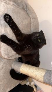 Wunderschöne Katzenbrüder abzugeben BKH Mix