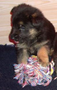 Dobermann Hündin 6 M. alte6 Monaten alte sc