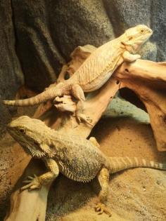 2 Bartagamen mit Terrarium