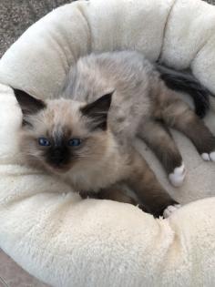 Heilige Birma/Ragdoll Kater