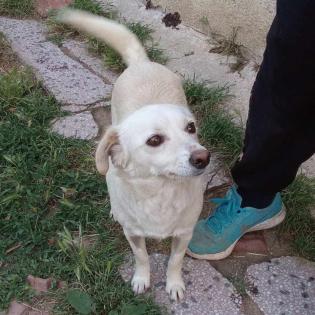 Ameli / Status sucht ein Zuhause