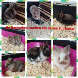 Reinrassige löwenkopfkaninchen Babys