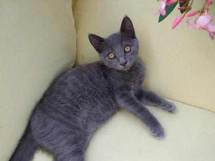 Vier kleine Katzen / Kätzchen / Kitten