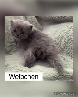 Perserkitten mit Nase
