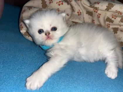 BLH Kitten ab der 12 Woche