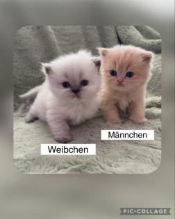Perserkitten mit Nase