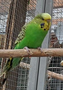 Wellensittichhenne sucht neuen Körnergeber