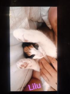 2 kleine amerikanische Shorthair Mix Katzen 16Wo weibl.