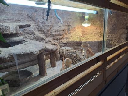 Bartagamen mit Terrarium