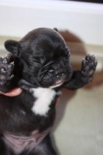 Französische bulldogge /o . papiere reinrassig gesund und freiatmend HD frei