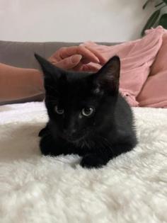 Süße Katzenkinder