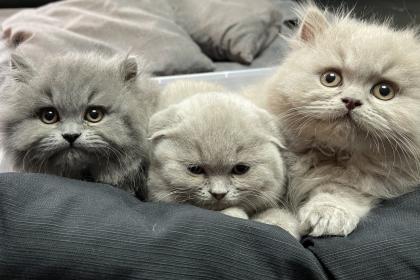 BKH BLH Scottish fold
