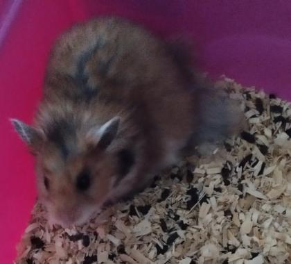 Reinrassig Teddyhamster Babys