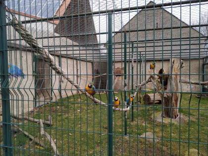 Gelbbrustara Ara 1 1 männlich weiblich