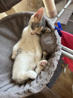 Katze sehr verschmusst