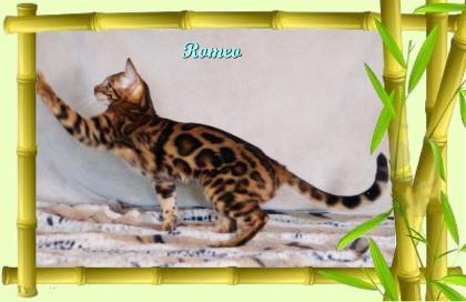 Exklusiver und pfiffiger Bengal Kater Donat Rosetten Eyecatcher unkastriert
