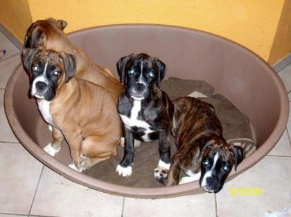 7 süße Boxerwelpen suchen ein neues zu Hause