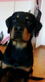 Rottweiler Welpe 5 Monate Rüde zu verkaufen.