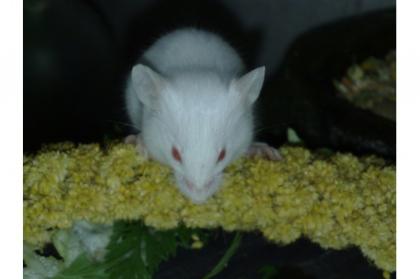 Futtermäuse und Futterratten Vitamin - Mineralstoffreich ernährt