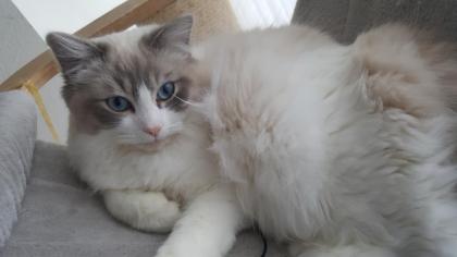 Ragdoll Traumkitten suchen neues Zuhause auf Lebenszeit.