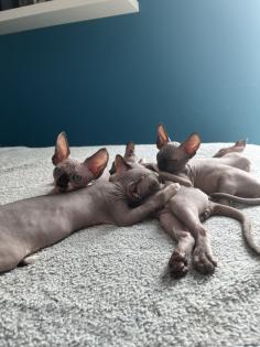 Sphynx Kitten suchen ein Zuhause