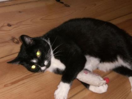 Hübsche liebevoll Hauskatze abzugeben
