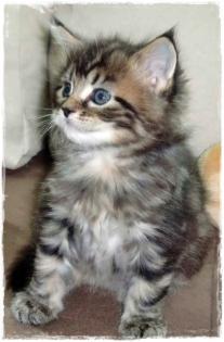 COONIE SCHMUSEBUB sucht.